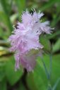 Neilikka2C_Dianthus_sp_IMG_4047.jpg