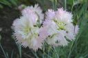 Neilikka2C_Dianthus_sp_IMG_4526.jpg