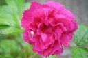 Neilikkaruusu2C_Rosa_rugosa__FJ_Grootendorst__IMG_6980.jpg