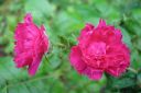 Neilikkaruusu2C_Rosa_rugosa__FJ_Grootendorst__IMG_6985.jpg