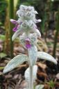 Nukkapahkamo2C_Stachys_byzantina_IMG_0843.jpg