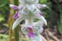 Nukkapahkamo2C_Stachys_byzantina_IMG_0845.jpg