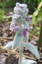 Nukkapahkamo2C_Stachys_byzantina_IMG_1335.jpg