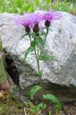 Nurmikaunokki2C_Centaurea_phrygia_IMG_7188.jpg