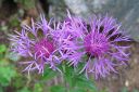 Nurmikaunokki2C_Centaurea_phrygia_IMG_7189.jpg