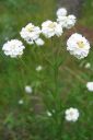 Ojakarsamo2C_Achillea_ptarmica_IMG_6917.jpg