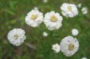 Ojakarsamo2C_Achillea_ptarmica_IMG_6918.jpg