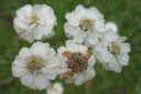 Ojakarsamo2C_Achillea_ptarmica_IMG_6919.jpg