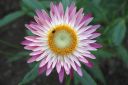 Olkikukka2C_Xerochrysum_bracteatum_IMG_2023.jpg