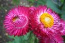 Olkikukka2C_Xerochrysum_bracteatum_IMG_3262.jpg