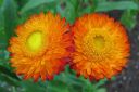 Olkikukka2C_Xerochrysum_bracteatum_IMG_3265.jpg