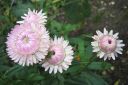 Olkikukka2C_Xerochrysum_bracteatum_IMG_3266.jpg