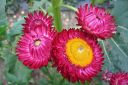 Olkikukka2C_Xerochrysum_bracteatum_IMG_3273.jpg