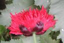 Oopiumiunikko2C_Papaver_somniferum_IMG_0652.jpg