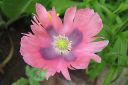 Oopiumiunikko2C_Papaver_somniferum_IMG_4784.jpg