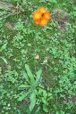 Oranssikeltano2C_Pilosella_aurantiaca_IMG_4637.jpg