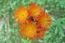 Oranssikeltano2C_Pilosella_aurantiaca_IMG_4639.jpg