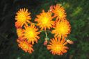 Oranssikeltano2C_Pilosella_aurantiaca_IMG_5656.jpg