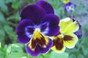 Orvokki2C_Viola_sp_IMG_0070.jpg