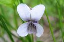 Orvokki2C_Viola_sp_IMG_0316.jpg