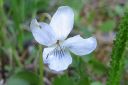 Orvokki2C_Viola_sp_IMG_0378.jpg