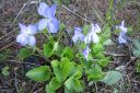 Orvokki2C_Viola_sp_IMG_0379.jpg