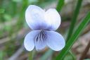 Orvokki2C_Viola_sp_IMG_0383.jpg