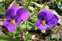 Orvokki2C_Viola_sp_IMG_1541.jpg