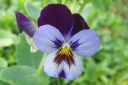 Orvokki2C_Viola_sp_IMG_1678.jpg