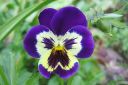 Orvokki2C_Viola_sp_IMG_2302.jpg