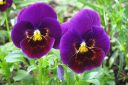 Orvokki2C_Viola_sp_IMG_2307.jpg