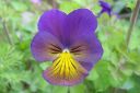 Orvokki2C_Viola_sp_IMG_2909.jpg