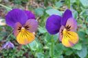 Orvokki2C_Viola_sp_IMG_7412.jpg