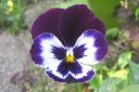 Orvokki2C_Viola_sp_IMG_7616.jpg