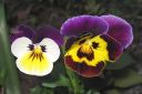 Orvokki2C_Viola_sp_IMG_7775.jpg