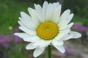 Paivankakkara2C_Leucanthemum_vulgare_IMG_0175.jpg