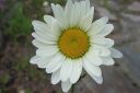 Paivankakkara2C_Leucanthemum_vulgare_IMG_0176.jpg