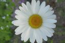 Tiedostonimi=Paivankakkara2C_Leucanthemum_vulgare_IMG_1043.jpg
Tiedostokoko=30kt
Koko=600x400
Lisätty=11.03.2011 Paivankakkara2C_Leucanthemum_vulgare_IMG_1043.jpg