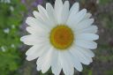 Paivankakkara2C_Leucanthemum_vulgare_IMG_1043.jpg