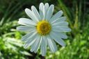 Paivankakkara2C_Leucanthemum_vulgare_IMG_2271.jpg