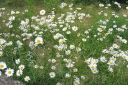 Paivankakkara2C_Leucanthemum_vulgare_IMG_5177.jpg