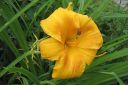 Paivanlilja2C_Hemerocallis_sp_IMG_0147.jpg