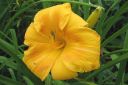 Tiedostonimi=Paivanlilja2C_Hemerocallis_sp_IMG_0150.jpg
Tiedostokoko=41kt
Koko=600x400
Lisätty=11.03.2011 Paivanlilja2C_Hemerocallis_sp_IMG_0150.jpg