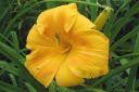 Paivanlilja2C_Hemerocallis_sp_IMG_0150.jpg