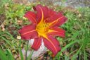 Paivanlilja2C_Hemerocallis_sp_IMG_1197.jpg