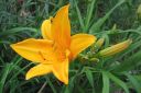 Paivanlilja2C_Hemerocallis_sp_IMG_1799.jpg