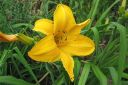 Paivanlilja2C_Hemerocallis_sp_IMG_2218.jpg