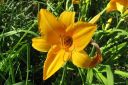 Paivanlilja2C_Hemerocallis_sp_IMG_3115.jpg