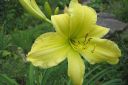 Paivanlilja2C_Hemerocallis_sp_IMG_8670.jpg