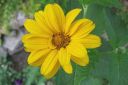 Paivansilma2C_Heliopsis_helianthoides_IMG_0797.jpg